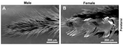 These two micrographs show a male butterfly foot and a female butterfly foot. The female foot has spikes and bundles of sensory hairs.